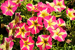 Crazytunia Pink Flamingo Petunia (Petunia 'Wespecrapifla') at Lakeshore Garden Centres