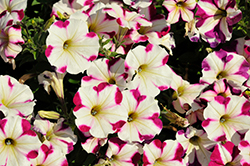 Crazytunia Plumtastic Petunia (Petunia 'Wespecraplutic') at Lakeshore Garden Centres