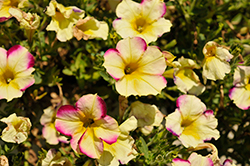 Headliner Banana Cherry Petunia (Petunia 'KLEPH20425') at Lakeshore Garden Centres