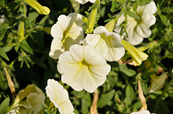 Opera Supreme Lemon Petunia (Petunia 'Opera Supreme Lemon') at Lakeshore Garden Centres