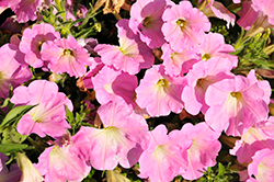 Starlet Light Pink Petunia (Petunia 'KLEPH20490') at Lakeshore Garden Centres