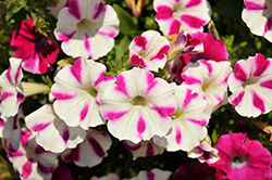 Surfinia Purple Heart Petunia (Petunia 'Surfinia Purple Heart') at Lakeshore Garden Centres