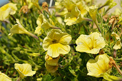 Surprise Mardi Gras Petunia (Petunia 'Surprise Mardi Gras') at Lakeshore Garden Centres