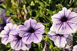 Tea Blue Vein Petunia (Petunia 'Tea Blue Vein') at Lakeshore Garden Centres