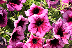 Tea Magenta Vein Petunia (Petunia 'Tea Magenta Vein') at Lakeshore Garden Centres
