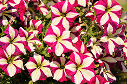 Tea Violet Bicolor Petunia (Petunia 'Tea Violet Bicolor') at Lakeshore Garden Centres