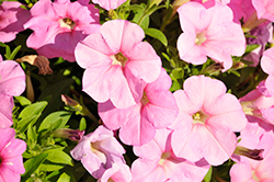 Trilogy Pink Lips Petunia (Petunia 'Trilogy Pink Lips') at Lakeshore Garden Centres