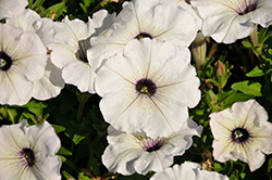 Trilogy Silver Blotch Petunia (Petunia 'Trilogy Silver Blotch') at Lakeshore Garden Centres