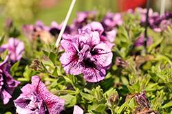 Vogue Lavender Vein Double Petunia (Petunia 'Kervovein') at Lakeshore Garden Centres
