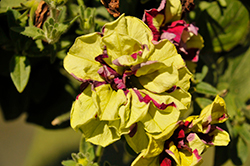 Vogue Lemon Berry Double Petunia (Petunia 'Kervoberry') at Lakeshore Garden Centres