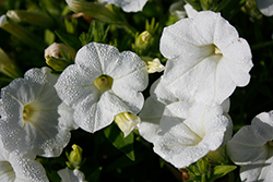 Shock Wave White Petunia (Petunia 'Shock Wave White') at Lakeshore Garden Centres