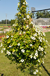 Coconut A-Peel Black-Eyed Susan Vine (Thunbergia alata 'Coconut A-Peel') at Lakeshore Garden Centres