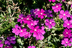 Beats Blue Verbena (Verbena 'KLEVP20064') at Lakeshore Garden Centres