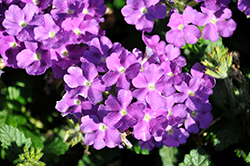 Estrella Blueberry Verbena (Verbena 'Wesvereublubim') at Lakeshore Garden Centres