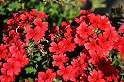 Estrella Dark Orange Verbena (Verbena 'Estrella Dark Orange') at Lakeshore Garden Centres