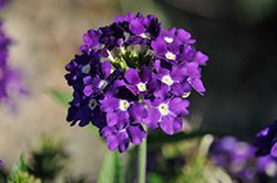 Estrella Imperial Blue Verbena (Verbena 'Estrella Imperial') at Lakeshore Garden Centres