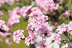 Cake Pops Pink Verbena (Verbena rigida 'WNVECPPK') at Lakeshore Garden Centres