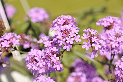 Cake Pops Purple Verbena (Verbena rigida 'WNVECPPUR') at Lakeshore Garden Centres