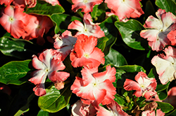 Soiree Flamenco Salmon Glow Vinca (Catharanthus roseus 'Soiree Flamenco Salmon Glow') at Lakeshore Garden Centres