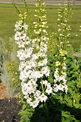 Pacific Giant Galahad Larkspur (Delphinium 'Galahad') at Lakeshore Garden Centres