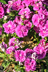 Constant Promise Raspberry Pinks (Dianthus 'Constant Promise Raspberry') at Lakeshore Garden Centres