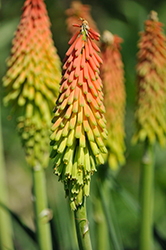 Fire Dance Torchlily (Kniphofia hirsuta 'Fire Dance') at The Mustard Seed