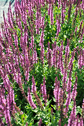 Swifty Deep Rose Meadow Sage (Salvia nemorosa 'Swifty Deep Rose') at Lakeshore Garden Centres