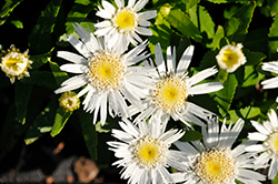Lancaster Double Angel Shasta Daisy (Leucanthemum x superbum 'Double Angel') at Lakeshore Garden Centres