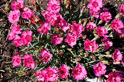 Paint The Town Fancy Pinks (Dianthus 'Paint The Town Fancy') at Golden Acre Home & Garden