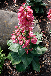 Rising Phoenix Tender Foxglove (Digiplexis 'Rising Phoenix') at Lakeshore Garden Centres