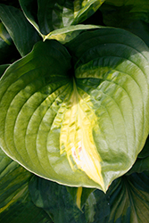 Cathedral Windows Hosta (Hosta 'Cathedral Windows') at Lakeshore Garden Centres