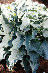 Dancing With Dragons Hosta (Hosta 'Dancing With Dragons') at Golden Acre Home & Garden