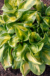 Shadowland Etched Glass Hosta (Hosta 'Etched Glass') at Golden Acre Home & Garden