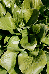 Royal Crest Hosta (Hosta 'Royal Crest') at Lakeshore Garden Centres