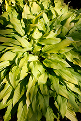 Time In A Bottle Hosta (Hosta 'Time In A Bottle') at A Very Successful Garden Center