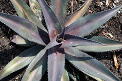 Center Of Attention Mangave (Mangave 'Center Of Attention') at Lakeshore Garden Centres