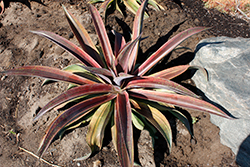 Life On Mars Mangave (Mangave 'Life On Mars') at Lakeshore Garden Centres