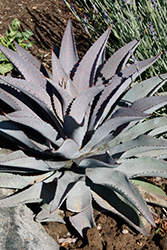 Purple People Eater Mangave (Mangave 'Purple People Eater') at Lakeshore Garden Centres
