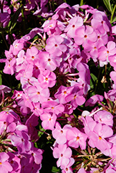 Magenta Pearl Garden Phlox (Phlox 'Magenta Pearl') at Lakeshore Garden Centres