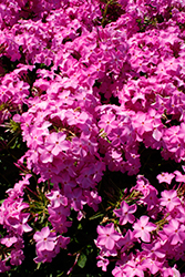 Opening Act Ultrapink Phlox (Phlox 'Opening Act Ultrapink') at Lakeshore Garden Centres