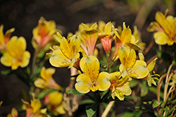 Golden Tiara Alstroemeria (Alstroemeria 'Golden Tiara') at Lakeshore Garden Centres