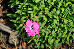Pinky Promise Pinks (Dianthus 'Pinky Promise') at Golden Acre Home & Garden