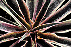 Art Deco Mangave (Mangave 'Art Deco') at Lakeshore Garden Centres