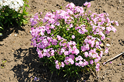 Baby Doll Pink Garden Phlox (Phlox paniculata 'Baby Doll Pink') at Lakeshore Garden Centres