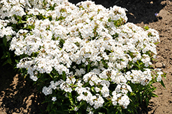 Baby Doll White Garden Phlox (Phlox 'Baby Doll White') at Lakeshore Garden Centres