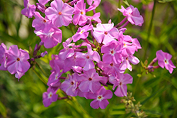 Opening Act Romance Phlox (Phlox 'Opening Act Romance') at Golden Acre Home & Garden