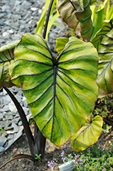 Pharaoh's Mask Elephant Ear (Colocasia 'Pharaoh's Mask') at Lakeshore Garden Centres