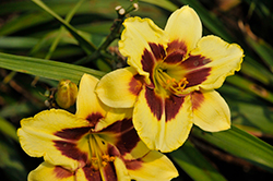 Star Of The North Daylily (Hemerocallis 'Star Of The North') at A Very Successful Garden Center
