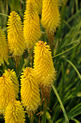 Lucky Lemons Torchlily (Kniphofia 'Lucky Lemons') at Lakeshore Garden Centres