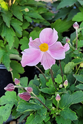 Satin Doll Blush Anemone (Anemone 'Satin Doll Blush') at Lakeshore Garden Centres